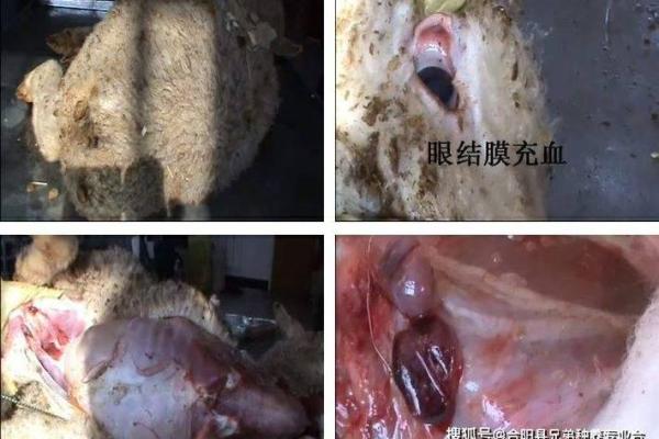 水命羊的独特魅力与特征解析
