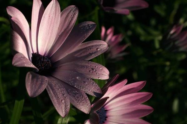 喜欢什么花,揭示你的人生命运与性情 喜欢什么花,揭示你的人生命运与性情