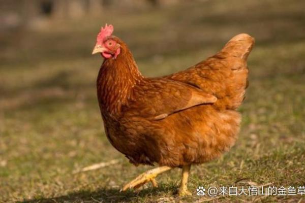93年出生属鸡，是什么命运与性格特点？