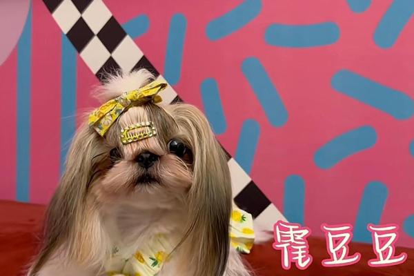 1882年狗年出生的人生运势与性格分析