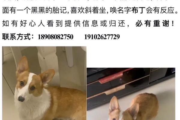 1882年狗年出生的人生运势与性格分析 1882年狗年出生的人生运势与性格分析