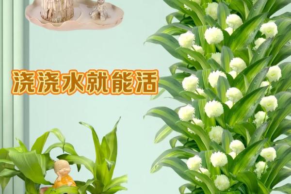 金命水命养什么绿植更合适,提升运势与生活幸福感! 金命水命养什么绿植更合适,提升运势与生活幸福感!