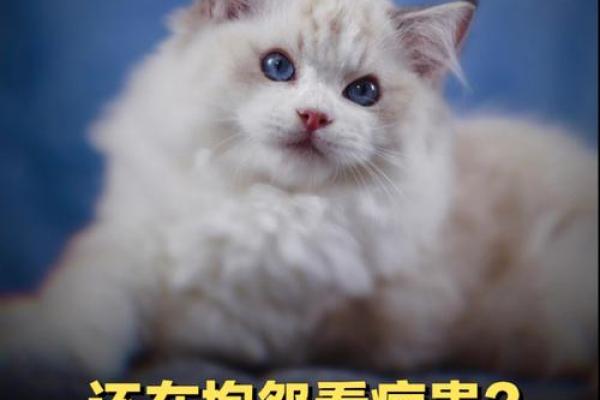 属猫的九命之谜：揭开神秘的命运密码