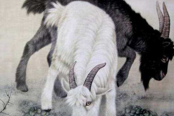 1991年生肖羊的命运分析：探索人生的独特法则与价值