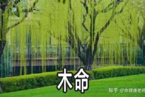 探讨木命与孩子命运：她们的特质与潜力之旅