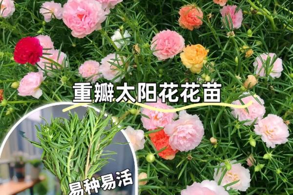 根据命理分析，不宜养花的人群揭秘