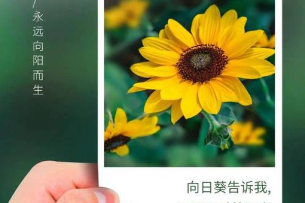 探索2017年9月2日出生者的命运与人生特点