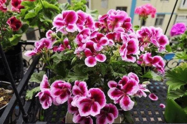 从花何何命看成语里的智慧与哲思