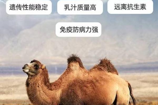 霹雳火命：源源不断的能量，补全命格的奥秘与智慧