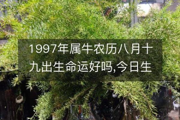 19976年出生的人命运分析：你知道你的命是什么吗？