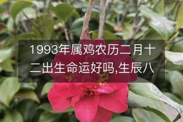 1993年属鸡人的命运与性格分析:八字揭秘人生精彩 1993年属鸡人的命运与性格分析:八字揭秘人生精彩