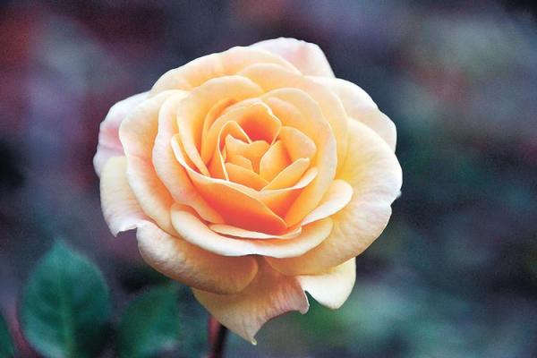 2021年牛年运势解析：助您迎接机遇，开创新局！