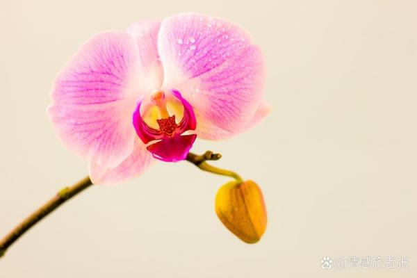 土命克水命：命理中的辩证与和谐之道