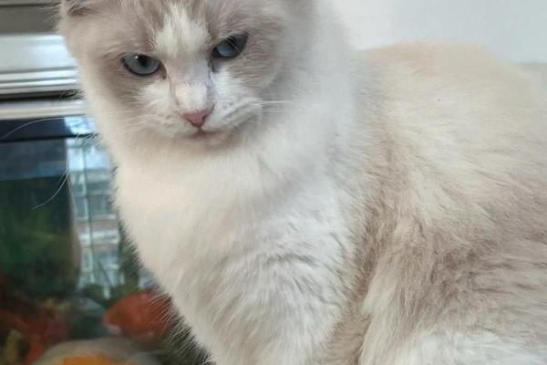 选择旺命猫咪名字，助你的小主子逆袭人生！