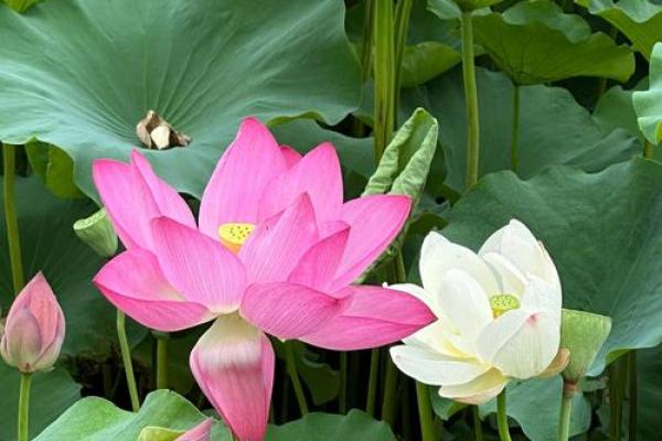 19861220生日命理解析：探索命运与个性之奥秘