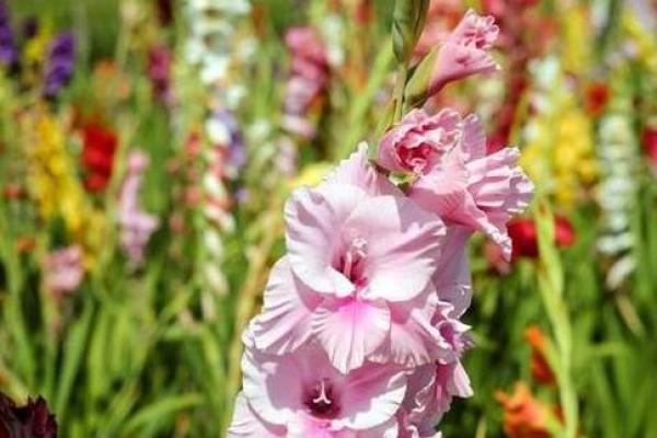 桃花在命格中的秘密：浪漫、机遇与人生转折的象征