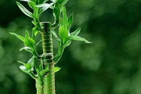 属马水命:揭秘命里缺什么,助你迎来好运! 属马水命:揭秘命里缺什么,助你迎来好运!