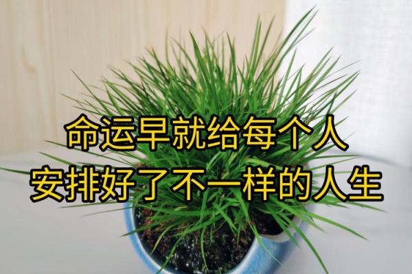 2012年龙年命理解析:掌握命运的奥秘与人生方向 2012年龙年命理解析:掌握命运的奥秘与人生方向