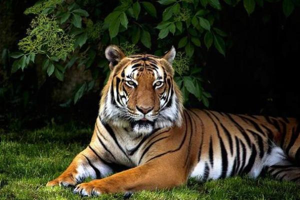 1985属虎的命理分析:探寻属虎之人的运势与性格特点 1985属虎的命理分析:探寻属虎之人的运势与性格特点