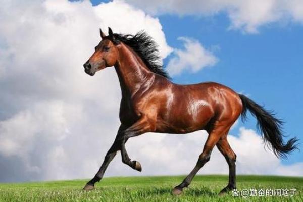 2003年马年出生的人命运解析：成功与爱情的双重风景