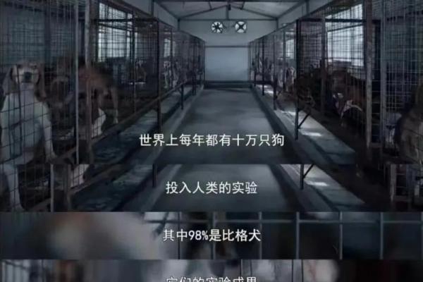 2018年鼠与狗相遇：命理解析与人生启示