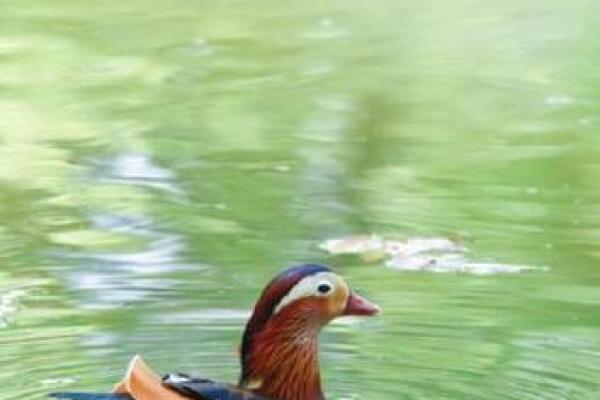 夫妻鸳鸯命的象征与意义解析 夫妻鸳鸯命的象征与意义解析