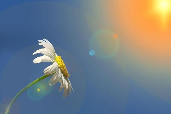 命里无子的命格解析:如何调和与追寻内心的平衡 命里无子的命格解析:如何调和与追寻内心的平衡