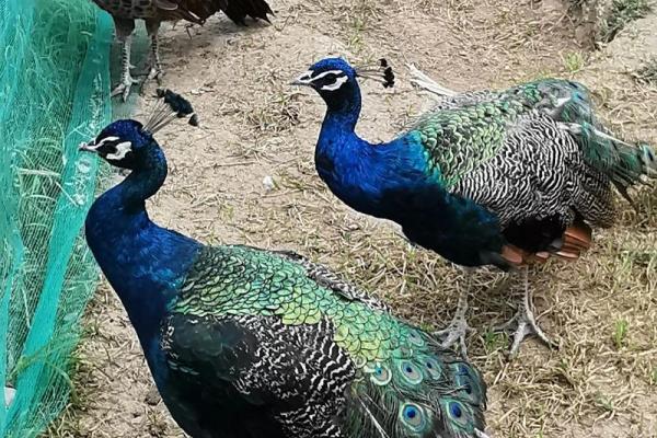 1972年属鼠:人生的智慧与挑战,在岁月的流转中把握机遇 1972年属鼠:人生的智慧与挑战,在岁月的流转中把握机遇