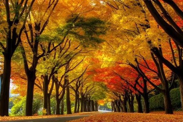 壬午日女命的独特魅力与上等命之道 壬午日女命的独特魅力与上等命之道