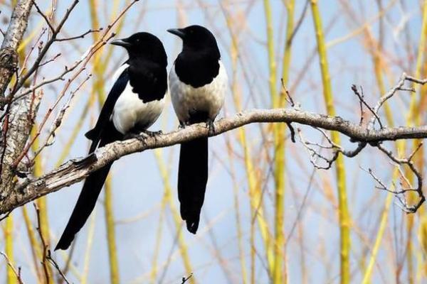 19961218的命理解析：命运的秘密与人生的启示