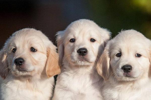 20017年属狗，揭示你的命运与性格特征！