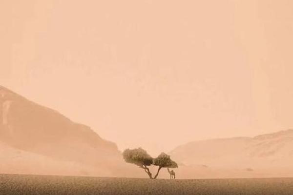 探索青鸟之命的神秘命格,揭秘你的生命潜能与方向 探索青鸟之命的神秘命格,揭秘你的生命潜能与方向