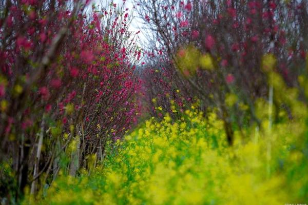 探寻命理命盘的奥秘:信与不信之间的智慧之路 探寻命理命盘的奥秘:信与不信之间的智慧之路