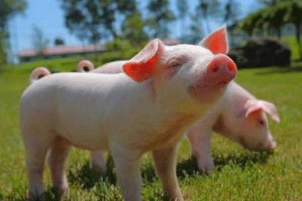 属猪50岁的人生智慧与命运揭秘:福气与挑战并存 属猪50岁的人生智慧与命运揭秘:福气与挑战并存