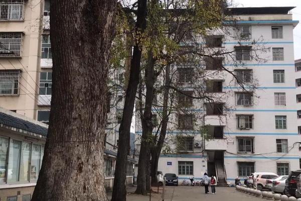 探寻濮阳的命运与蒲公英的启示:自由与希望的象征 探寻濮阳的命运与蒲公英的启示:自由与希望的象征