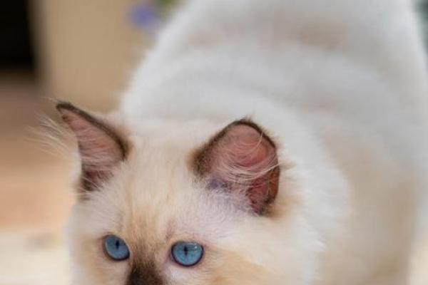 土命生肖揭秘:你的命里藏着哪个动物的秘密? 土命生肖揭秘:你的命里藏着哪个动物的秘密?