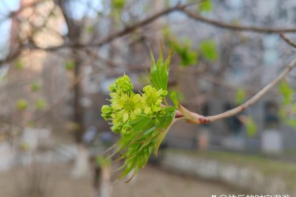 1875年属猪：命运与性格的奇妙探秘