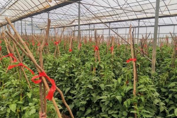 星官命理与成语的巧妙结合，探索命运的奥秘