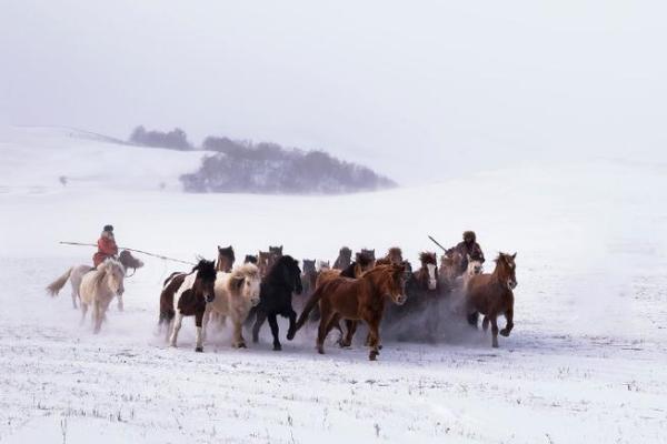 1990年出生的马儿：命运与个性的精彩交响曲