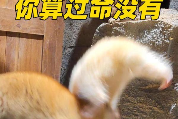 命强与命硬:解读命理中的深层含义与生活影响 命强与命硬:解读命理中的深层含义与生活影响