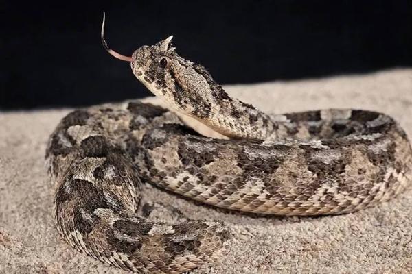 2016年蛇年运势解析：神秘内敛的蛇将迎来怎样的机遇与挑战？