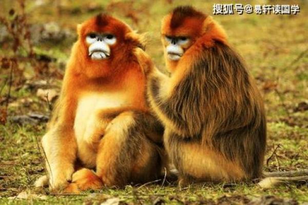 1980年出生的猴子命，运势与人生启示解读