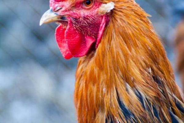 1993年是鸡年,属什么命及命运分析 1993年是鸡年,属什么命及命运分析