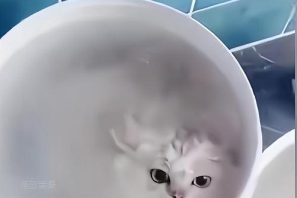 探索猫咪寿命之谜：为何有的猫生得长，有的猫命短？