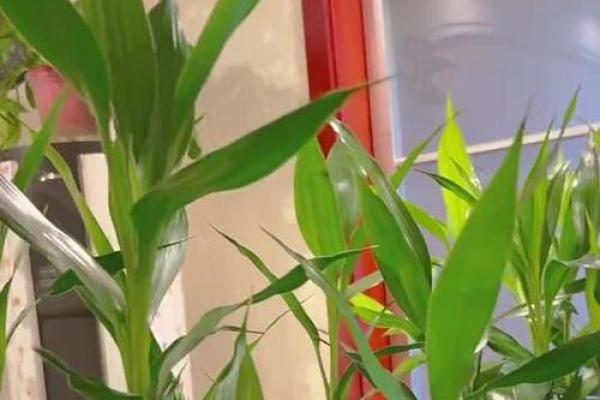家中土命与水命相遇，如何选择合适的植物养护？