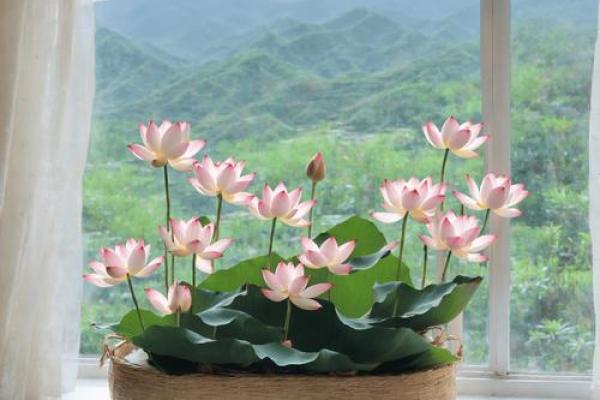 8月14日出生的星座与命运探秘：解析狮子座魅力与人生轨迹