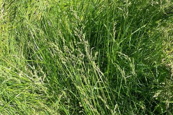 松柏之命：探索命理中的“缺”与“补”的奥秘