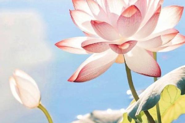 牛年土命:缺乏什么,如何提升?教你迎接好运! 牛年土命:缺乏什么,如何提升?教你迎接好运!