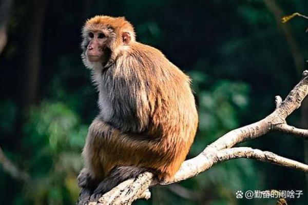2016年属猴人的命运与运势分析：如何把握机遇与挑战