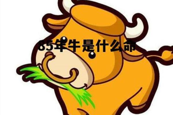 牛年出生的人是什么命：探索牛的命运与性格特点